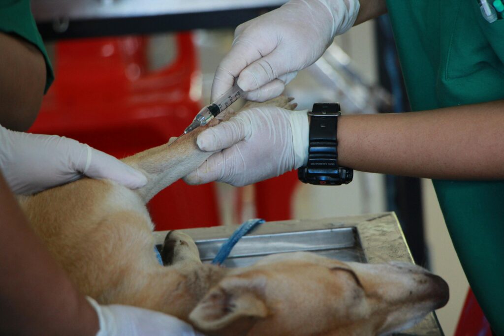 pexels-photo-1350591-1350591 Close-up of a veterinarian injecting a dog with care in a clinic setting.